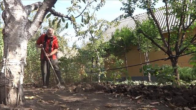 Обкапываю кусты, деревья лопатой и вилами, что бы не повредить корни. смотреть онлайн
