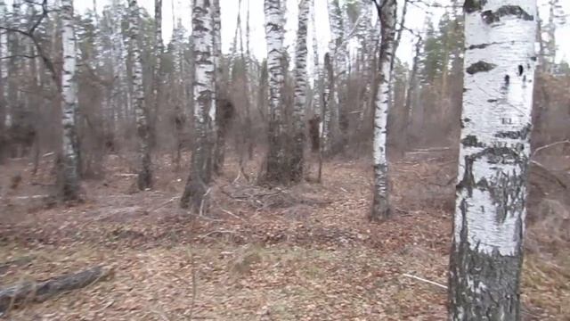 14 декабря. Зимние грибы для домашнего отвара и настоя для рассады и комнатных цветов... смотреть онлайн