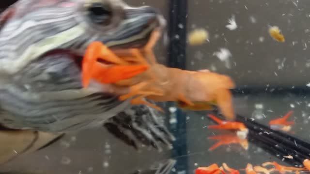 черепаха против красных флоридских раков / 1 VS 6 / внимание #живое кормление смотреть онлайн