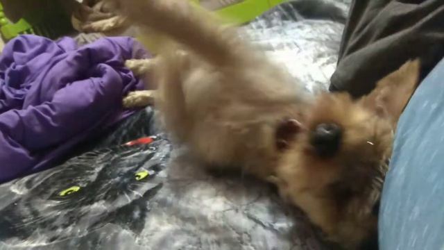 Йорктерьер, поведение в семье. Что делает 🐾 смотреть онлайн