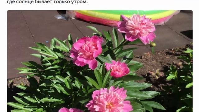 Цветы для тени и полутени смотреть онлайн