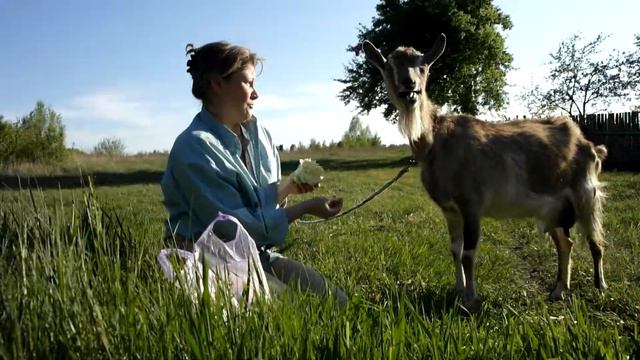 Коза и капуста смотреть онлайн