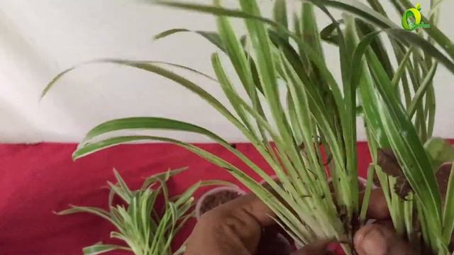 How To Propagate Chlorophytum Laxum/bichetii Grass/zebra Plant