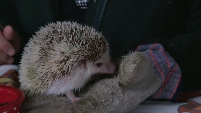 Meeting Video Game Animals In Real Life (React) смотреть онлайн