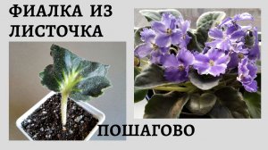 Как вырастить фиалку из листочка. Пошагово для новичков.