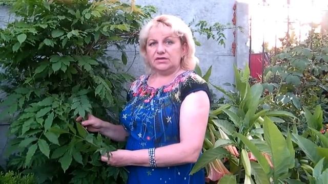 ГЛИЦИНИЯ!!! ПОЧЕМУ НЕ ЦВЕТЕТ ИЛИ КОГДА ЗАЦВЕТЕТ ГЛИЦИНИЯ?!!!! Glycine !!! смотреть онлайн