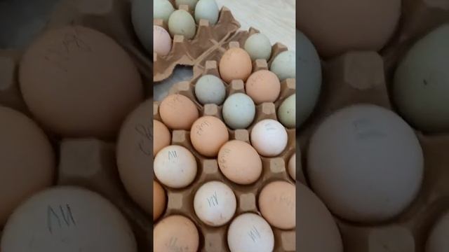 Получила посылку с инкуб.яйцом из хозяйства" Дарьин Двор" 10.пород кур. смотреть онлайн