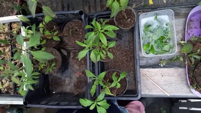 Черенкование гелиотропа. смотреть онлайн