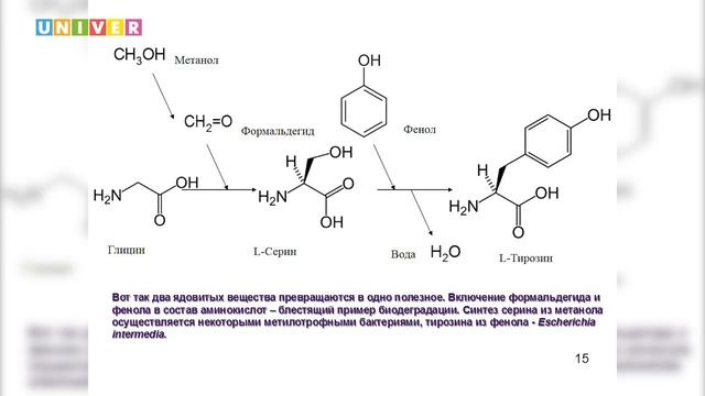 Кто съел полиэтилен? Научно-популярная лекция Антона Миндубаева смотреть онлайн