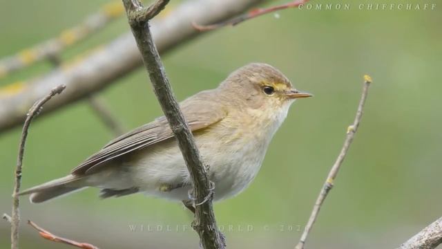 Потрясающее пение птиц. Часть 2 смотреть онлайн