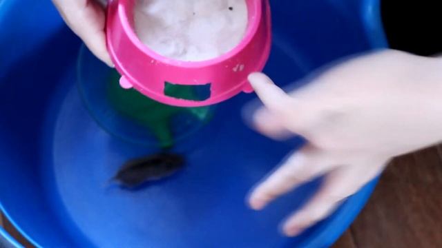 ОДИН ДЕНЬ ИЗ ЖИЗНИ КИТАЙСКОГО ХОМЯКА / КАК УЗНАТЬ ЧТО ХОМЯЧИХА БЕРЕМЕННА? смотреть онлайн