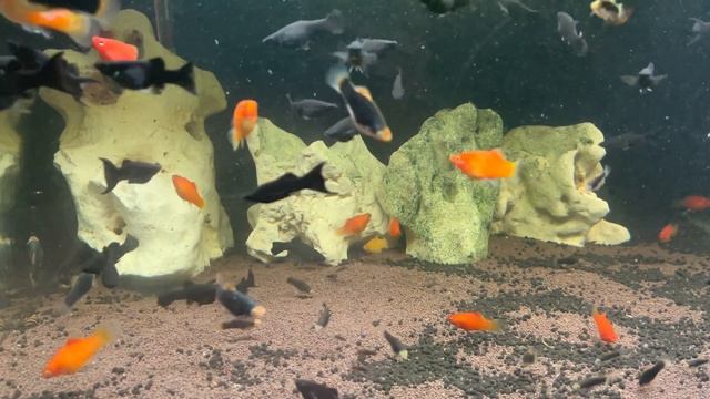 Моллинезии и пецилии смотреть онлайн