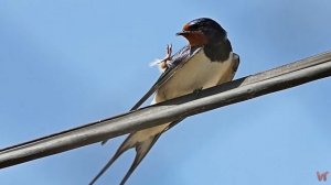Ласточка- изящная птица дальнего полета