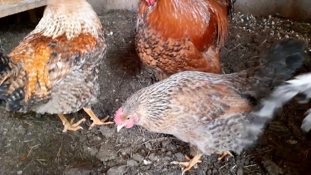 мои курочки смотреть онлайн
