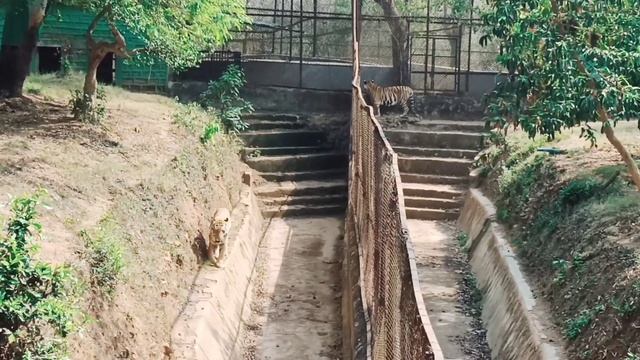 We saw a lot of tigers in Nandankanan.... смотреть онлайн