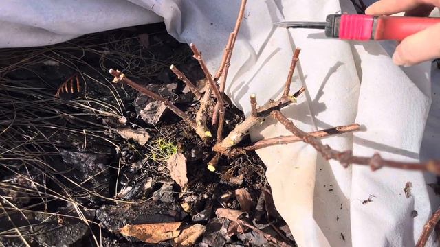 ПЕРВАЯ ОБРЕЗКА ПОЛЕСТАР. ГОРТЕНЗИЯ ПАНЗОЛА. МАРТ 2024