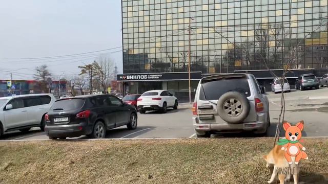 🤍Новая игрушка✨Свозили собаку в клинику смотреть онлайн