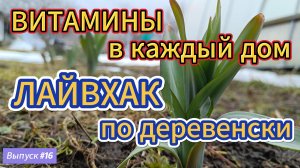 #16 Деревенская смекалка. Лук Суворова в каждую тарелку!