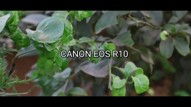 canon eos r10 slow motion video test.? смотреть онлайн
