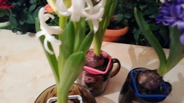 Выращивание гиацинтов в зимнее время года: основные правила ухода за "цветком дождя" смотреть онлайн