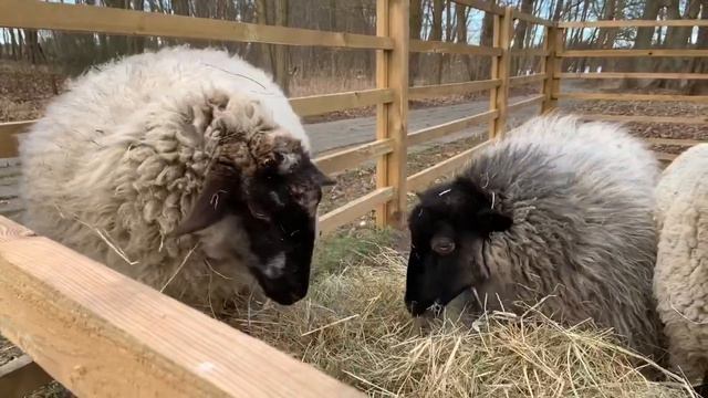 Монастырское овцеводство смотреть онлайн