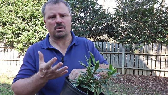 How To Grow Variegated Winter Daphne (Daphne Odora 'Aureo-marginata' - Fragrant Evergreen Shrub)