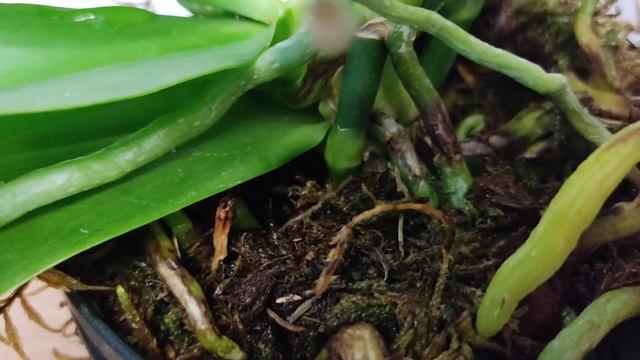 Liodoro домашнее цветение. #liodoro #лиодоро смотреть онлайн