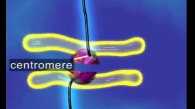Анимация процесса митоза смотреть онлайн