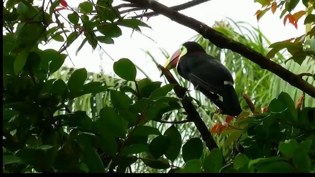 Основы медитации /  Nikosho