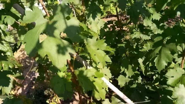 Опыление виноградного сорта МОНАРХ (ХРИЗОЛИТ) смотреть онлайн