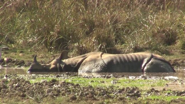 Ears, Rhino; Nepal. Уши, индийский носорог; Непал (2237sp) смотреть онлайн