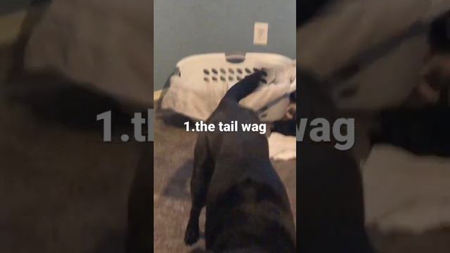 Ways my dog gets me to play tug-o-war pt 2 смотреть онлайн