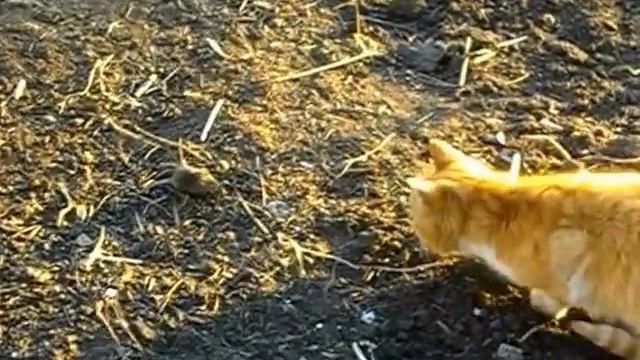 Игра Кошки - Мышки сможет ли мышь убежать от кота game Cats - Mice Can the mouse escape the cat смотреть онлайн