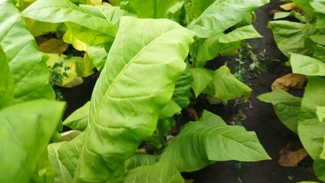 Герцеговина Флор.