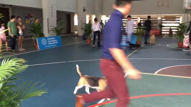 Best in Group (Hound) Judging - 18th FCI Show смотреть онлайн