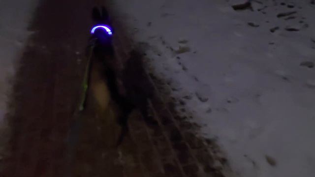 Звериные учителя