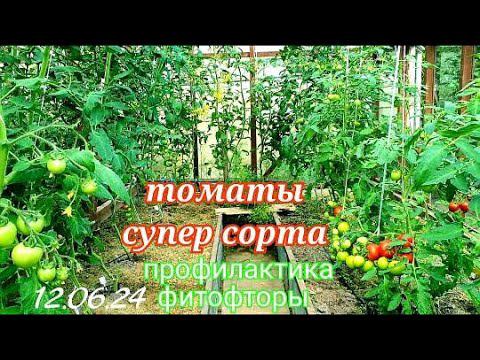 Томаты супер-новинки Завязывают десятки кистей и спеют в июне.Неудачные сорта. ОБЗОР. смотреть онлайн
