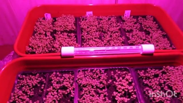 Выращивание рассады табака. Первый опыт. смотреть онлайн