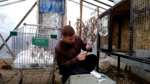 ВАКЦИНАЦИЯ КРОЛИКОВ. Какие прививки нужно делать кроликам/ПЕРЕЕЗД В ДЕРЕВНЮ