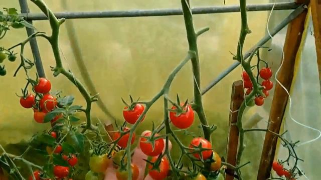 Лучшие сорта томатов черри— вкусные, сладкие, неприхотливые