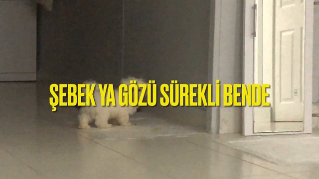 Yavru Köpek Tuvalet Eğitimi & Maltese Terrier çiş eğitimi смотреть онлайн