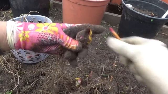 Обязательная пересадка лилий раз в 3 года!!!! смотреть онлайн