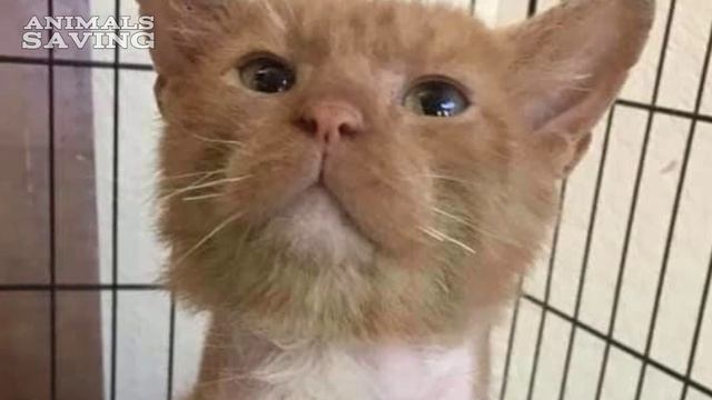 Кот был настолько болен, что не мог открыть глаза, и плакал, умоляя людей о помощи смотреть онлайн