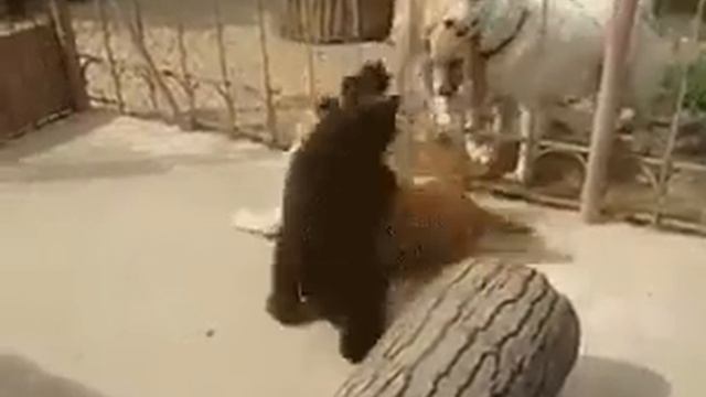 Не лезь в драку 😁 смотреть онлайн