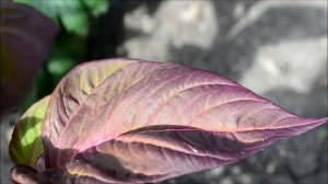 Целозия перистая. Цветение целозии в конце июля