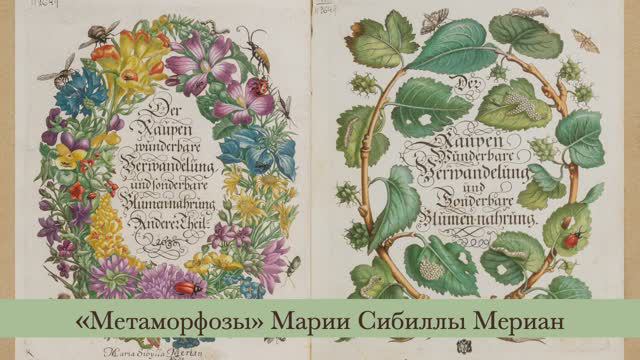 "Метаморфозы" Марии Сибиллы Мериан смотреть онлайн