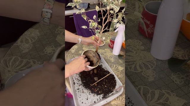 Фикус бенджамина Де Гантель. Прогресс за год. Пересадка. смотреть онлайн