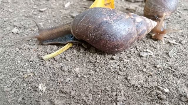 Snail Adventure смотреть онлайн