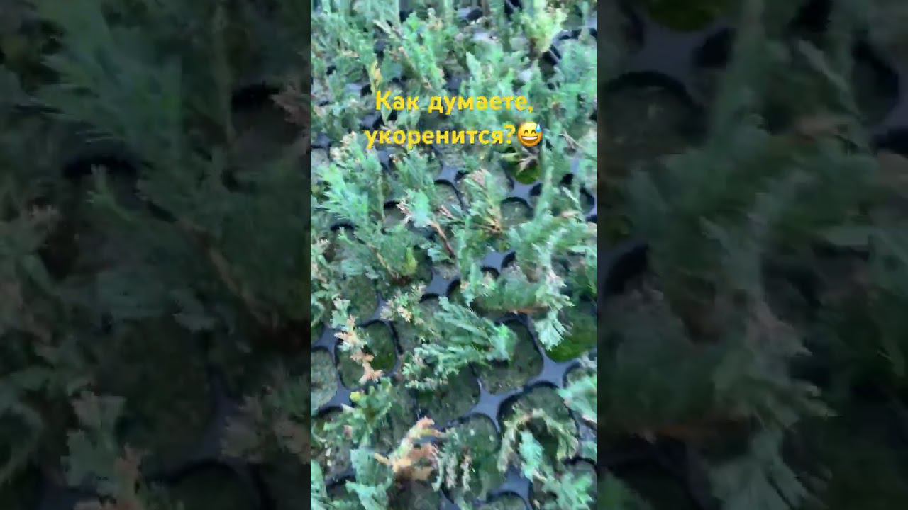 Укоренение можжевельника блю чип. #черенкование #блючип #можжевельник