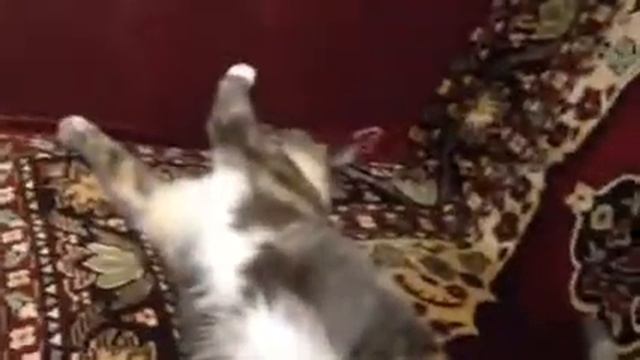 Кошка Дуся смотреть онлайн